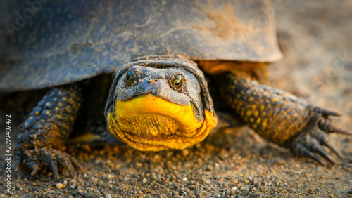 Photos Rare Blanding's turtle portrait closeup.
