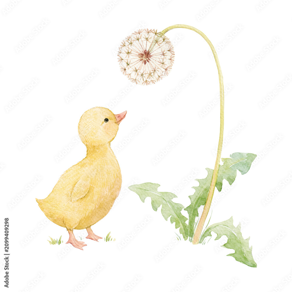 Obraz premium Cute Baby Duckling Looking at a Dandelion Watercolor Nursery Illustration