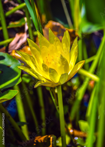Close-up of a Yellow Waterlily at Delores Fenwick Nature Center in Pearland, Texas