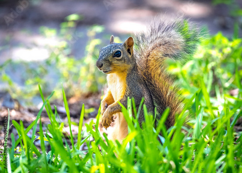 Squirrel looking lost in the tall grass.