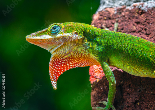 A Green Anole sending a message. I just dont know what it is.