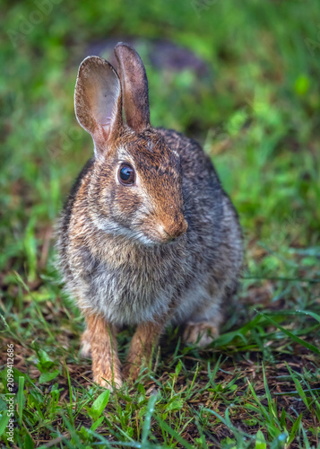 Swamp Rabbit posing for its photo along the nature trail in Pearland, Texas