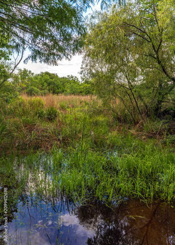 An overgrown marsh starting to get some water back!