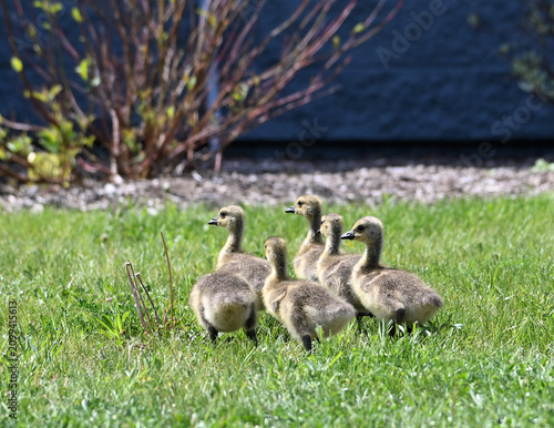 Canada Goose Goslings