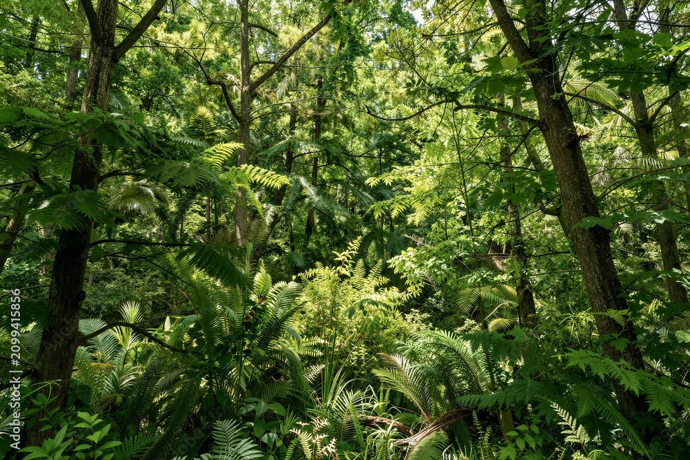 Fototapeta premium Dense green forest with sunlight filtering through trees