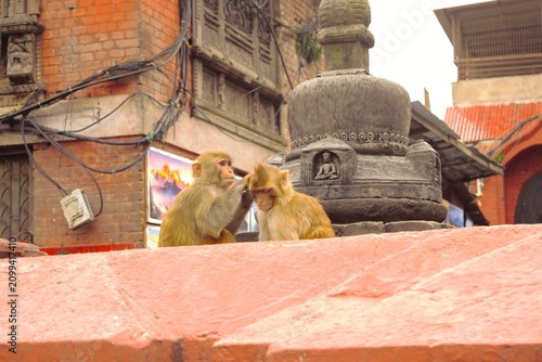 Photography Monkeys grooming at Swayambhunath Monkey Temple, Kathmandu, Nepal