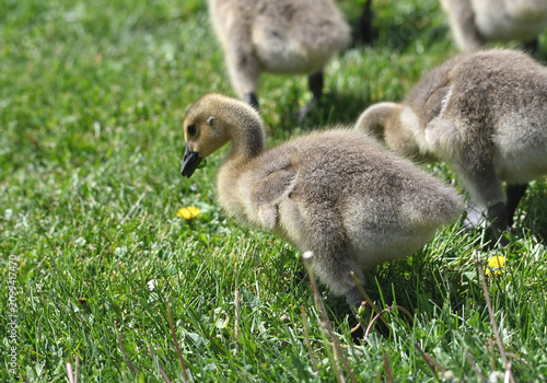 Canada Goose Goslings