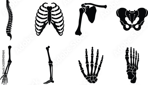 Photos Collection of human skeletal part silhouettes
