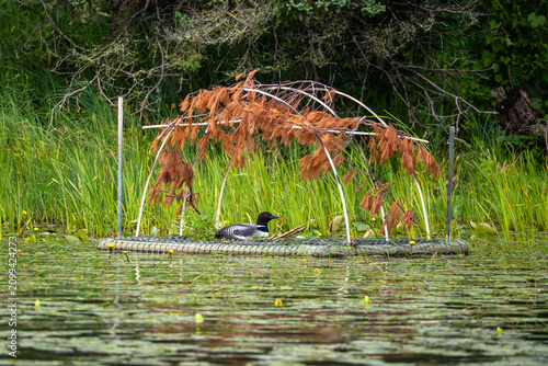 A common loon (Gavia immer) rests on a man-made floating nesting platform with a reed dome shelter, surrounded by cattails and aquatic vegetation on a Minnesota lake.