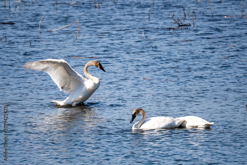 Three trumpeter swans on a Minnesota lake; one stands with wings fully extended while the others swim and forages near wetland reeds.