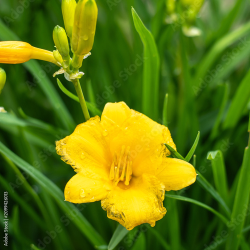 Canvastavla Macro close-up of a single yellow day lily (Hemerocallis) bloom with prominent stamens and anthers; ruffled petals bear rain droplets against a green bokeh background