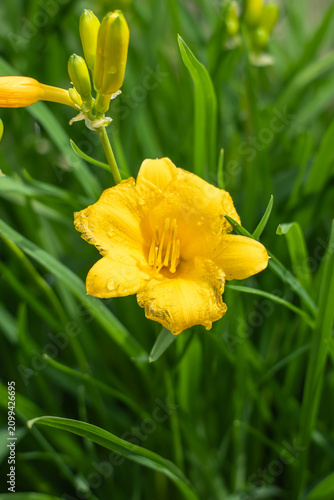 A single yellow day lily (Hemerocallis) flower with rain droplets in vertical portrait format; buds and green foliage visible above in a Minnesota garden.