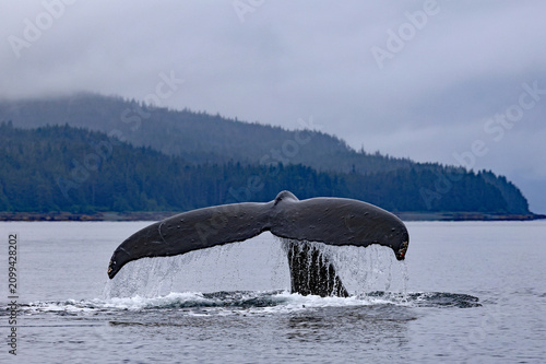 Humpback whales in Southeast Alaska with spouts and huge tails.