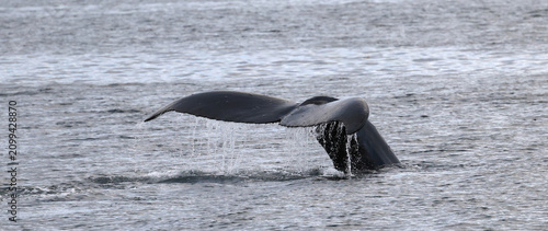 Humpback whales in Southeast Alaska with spouts and huge tails.