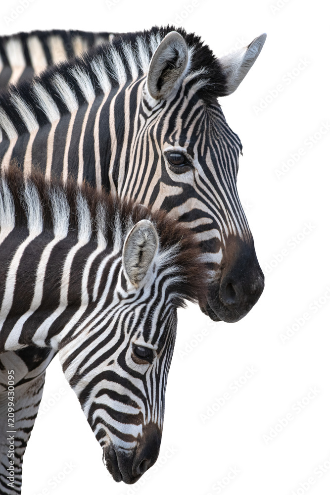 Obraz premium Two zebras portrait isolated on a solid white background.