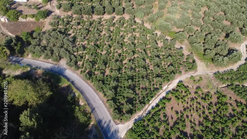 Aerial top down wide angle of an olive grove on a mountain slope