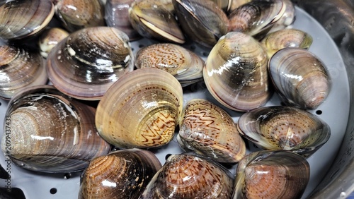 Process of Steaming Fresh Clams Opening Shells in Stainless Steel Steamer Pot