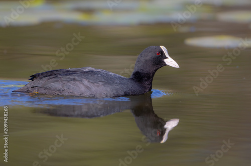Quadro su tela Eurasian coot - adult bird in spring