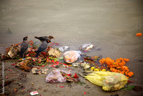 Bild auf Leinwand Three common myna birds stand on a muddy riverbank amidst plastic litter and decaying floral offerings discarded in the water, highlighting the issue of pollution