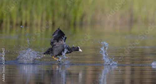 Foto Eurasian coot - adult bird in spring