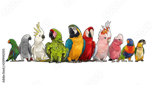 Colorful illustration of various exotic birds standing together outdoors