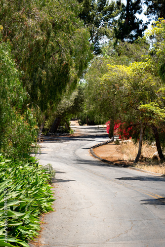 Winding asphalt road through lush green trees and foliage on a sunny day