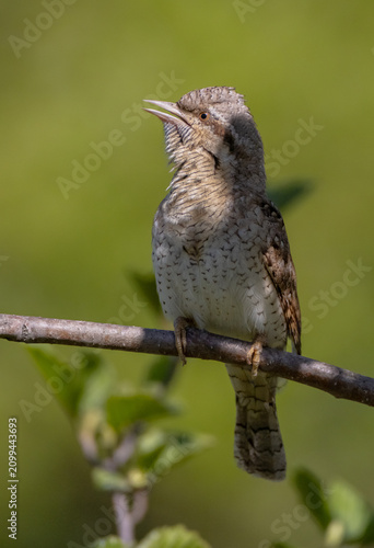 Obraz na plátne Eurasian Wryneck  - in spring at the garden