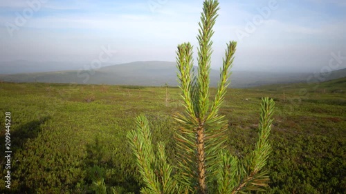 Lillnipen, Sweden A small pine tree grows on a windy mountain top in the Dalarna region. 
