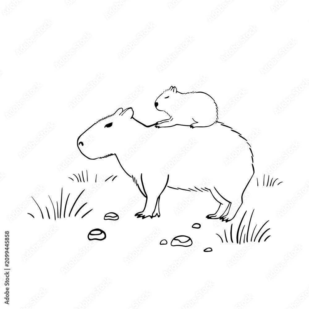 Obraz premium Capybara Mom and cute little Baby in sketch style. The largest rodent. Wildlife animal outline vector illustration