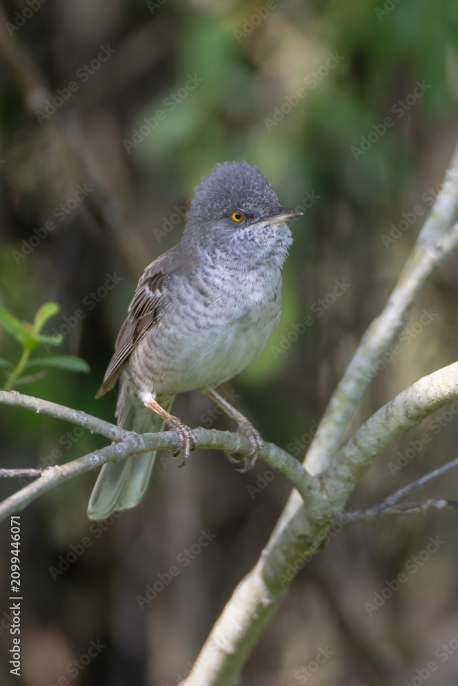 Fototapeta premium Barred warbler - male bird at the bushes near the river in spring
