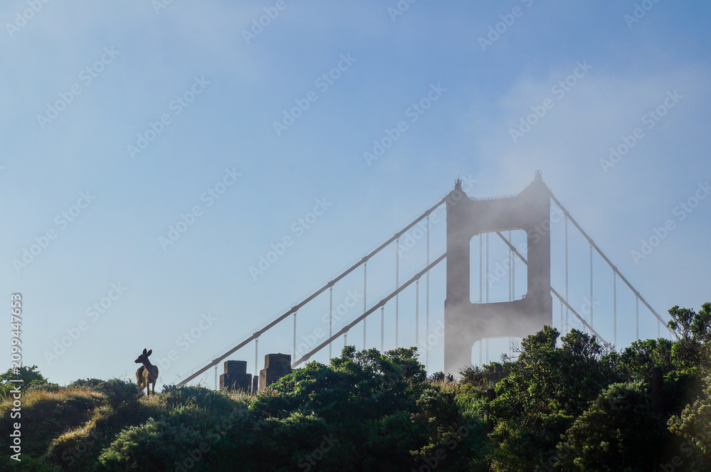 Fototapeta premium Deer on San Francisco Headlands at Dawn
