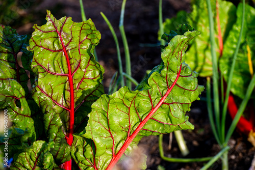 фотографія Vibrant red veins on lush green Swiss chard leaves in a garden setting
