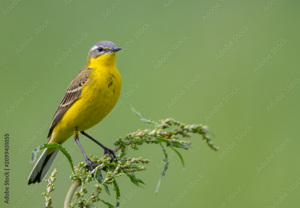 Fototapeta premium Yellow wagtail - male bird in summer at a wet fields
