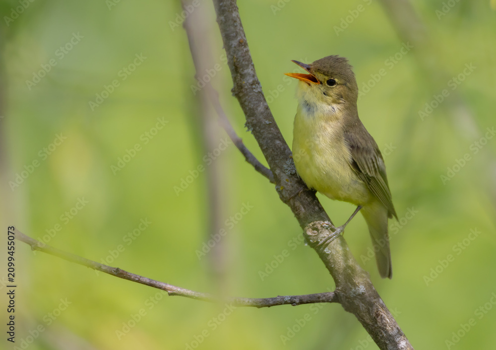 Obraz premium Icterine warbler - in summer at a wet forest