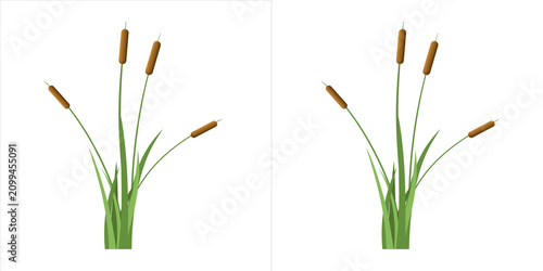 Foto Cattail plants with brown flower spikes and green leaves isolated on transparent
