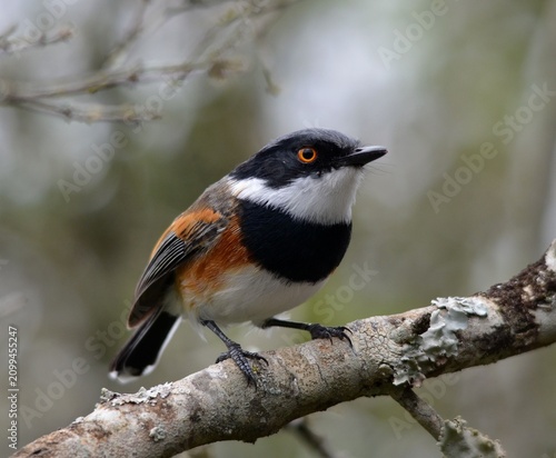 Foto Cape Batis male bird perched on a branch, close-up portrait, South Africa