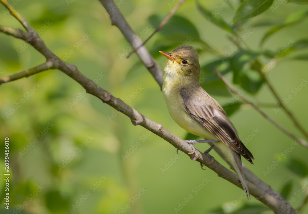 Fototapeta premium Icterine warbler - in summer at a wet forest