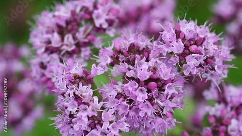 medical and spices herb marjoramoregano blossom  in field at cloudy day. extreme macro shot