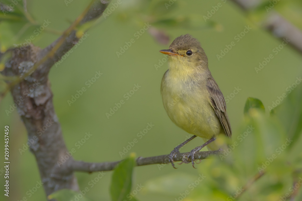 Obraz premium Icterine warbler - in summer at a wet forest