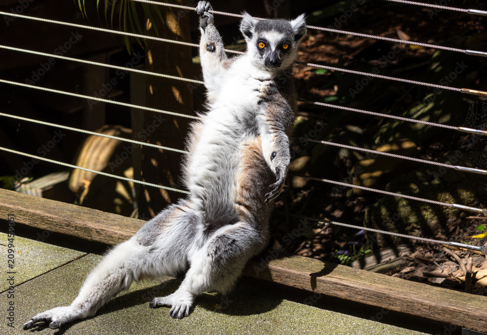 Fototapeta premium A Lemur leaning against a wire fence
