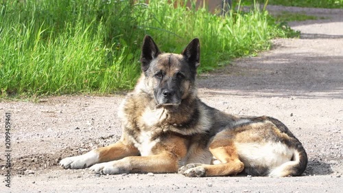 German shepherd dog lying down on a road, guarding, looking around and showing interest. Fluffy alert pet resting outdoors with green grass background. Faithful domestic watchdog action close up.