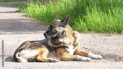German shepherd dog lying down on a road, guarding, looking around and showing interest. Fluffy alert pet resting outdoors with green grass background. Faithful domestic watchdog action close up.