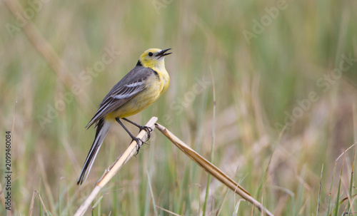 Fotografía Citrine Wagtail - male bird at a wetland in spring