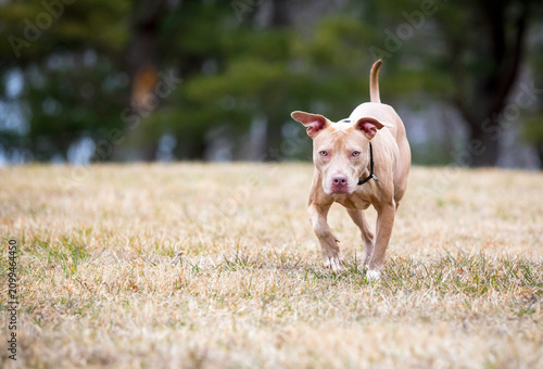A Pit Bull Terrier mixed breed dog approaching the camera
