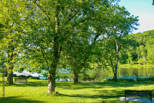 trees in the park