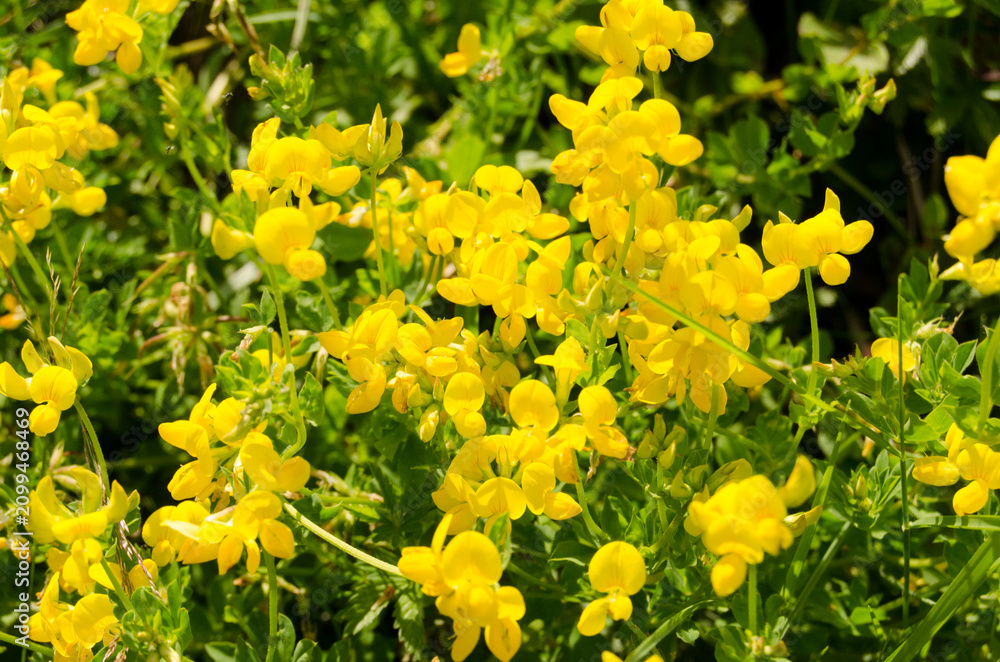 Obraz premium yellow daffodils in spring