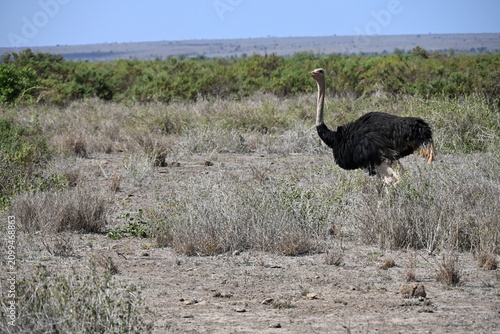 A common ostrich (Struthio camelus) walking across the open savannah of Amboseli National Park, Kenya. The world's largest living bird is well adapted to arid grasslands and is often seen against the 