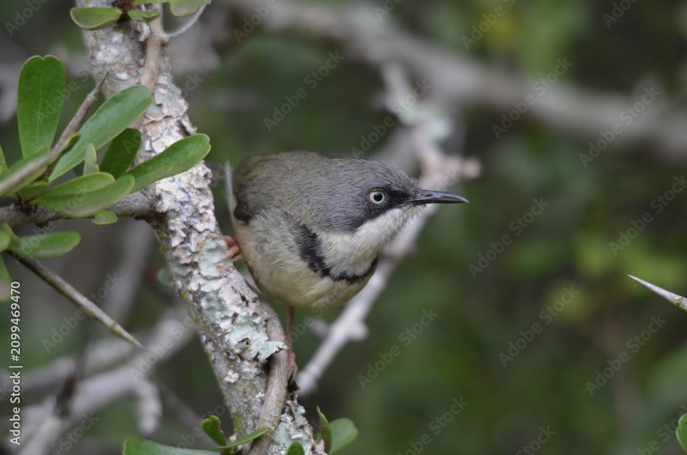 Obraz premium A Profile of a Bar-throated Apalis perched on a branch.