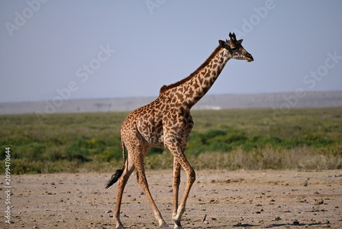 фотографія giraffe tall African mammal belonging to the genus Giraffa