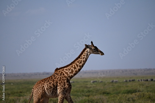 Fotografie giraffe tall African mammal belonging to the genus Giraffa